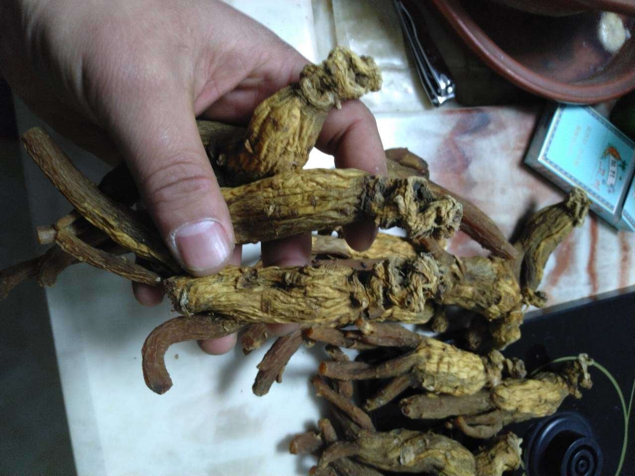 图片说明:左侧为国产普通红参,呈暗红褐色,表面皱缩较明显,主根较粗短;右侧为韩国正官庄高丽参,颜色均匀红润,表皮光滑,主根修长笔直,具典型‘人形’特征,须根修剪整齐。两者均置于白色背景上,比例尺标注5cm 红参与高丽参的外观对比图