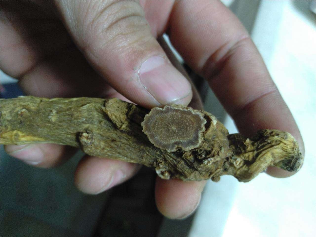 高丽参传统加工工艺中的头部分离过程