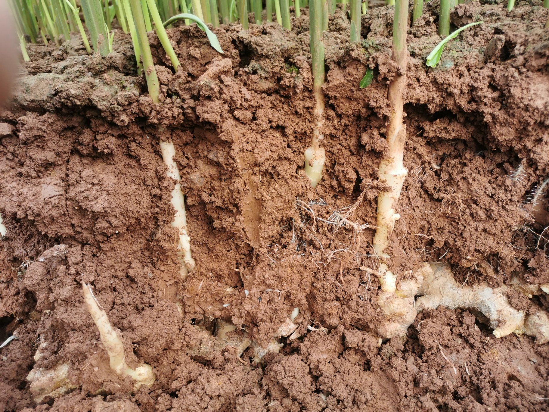 展示生姜在60天、120天、180天三个生长阶段的地下根茎形态变化,左侧为幼嫩多汁的仔姜,中间为过渡期姜块,右侧为表皮粗糙、分枝明显的成熟老姜,背景为田间土壤环境 生姜不同生长阶段对比图