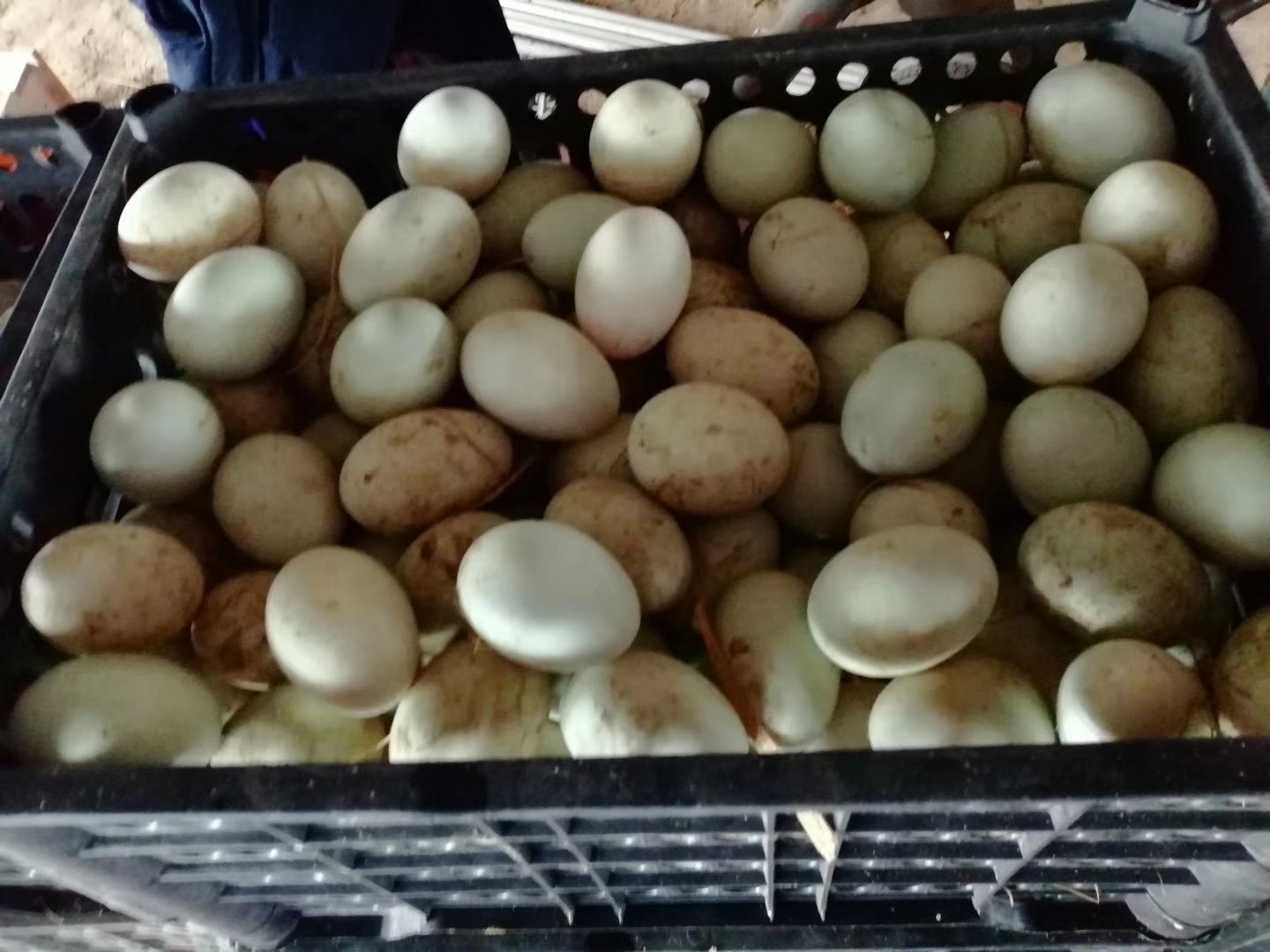 剖开的咸鸭蛋与咸鸡蛋并列摆放，蛋黄呈现金红色沙状并渗出油脂，背景为竹制托盘和传统中式餐具