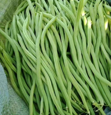 无筋豆景洪市橄榄坝豆王中的豆王