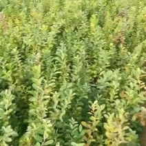 山西新农大中华钙钙果苗钙7-12