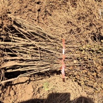 突尼斯软籽石榴嫁接苗，品种保证，基地直销有嫁接苗