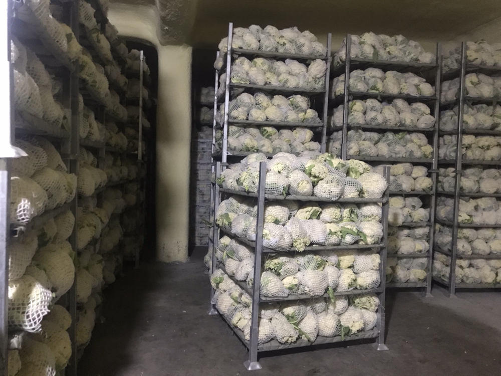 菜花正确储存方法示意图