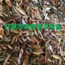 紫丁香种子.小叶丁香种子.暴马丁香种子