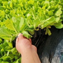 白菜苗吉锦黄心3号黄心白菜品种保证质量保证一级苗