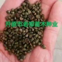 爬山虎种子五叶地锦种子攀援类植物三叶五叶地锦小苗
