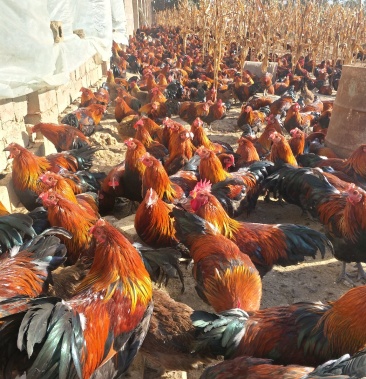 云南土线鸡五谷杂粮喂养长期山地放养无任何饲料添加剂