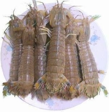 [皮皮虾批发]虾婆价格10.00元/斤 - 一亩田