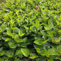黄花朱槿，绿化工程苗木