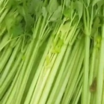 暖棚芹菜电话联系·，，。