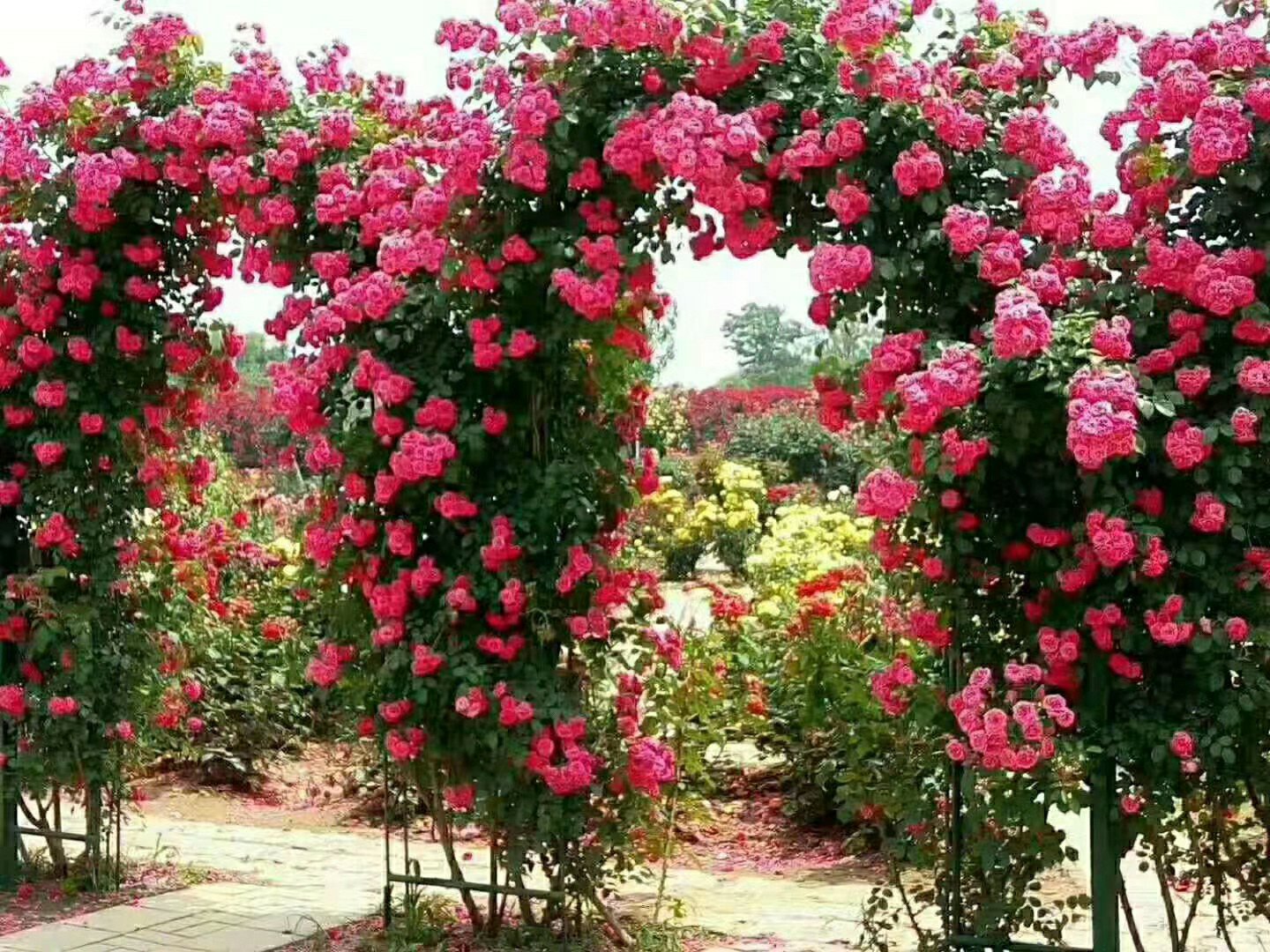 藤本月季盛开的花园拱门全景