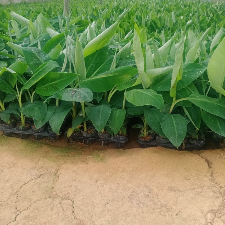 [香蕉苗批发]香蕉苗培育基地,主营品种有香蕉苗,粉蕉苗,红蕉苗价格2.