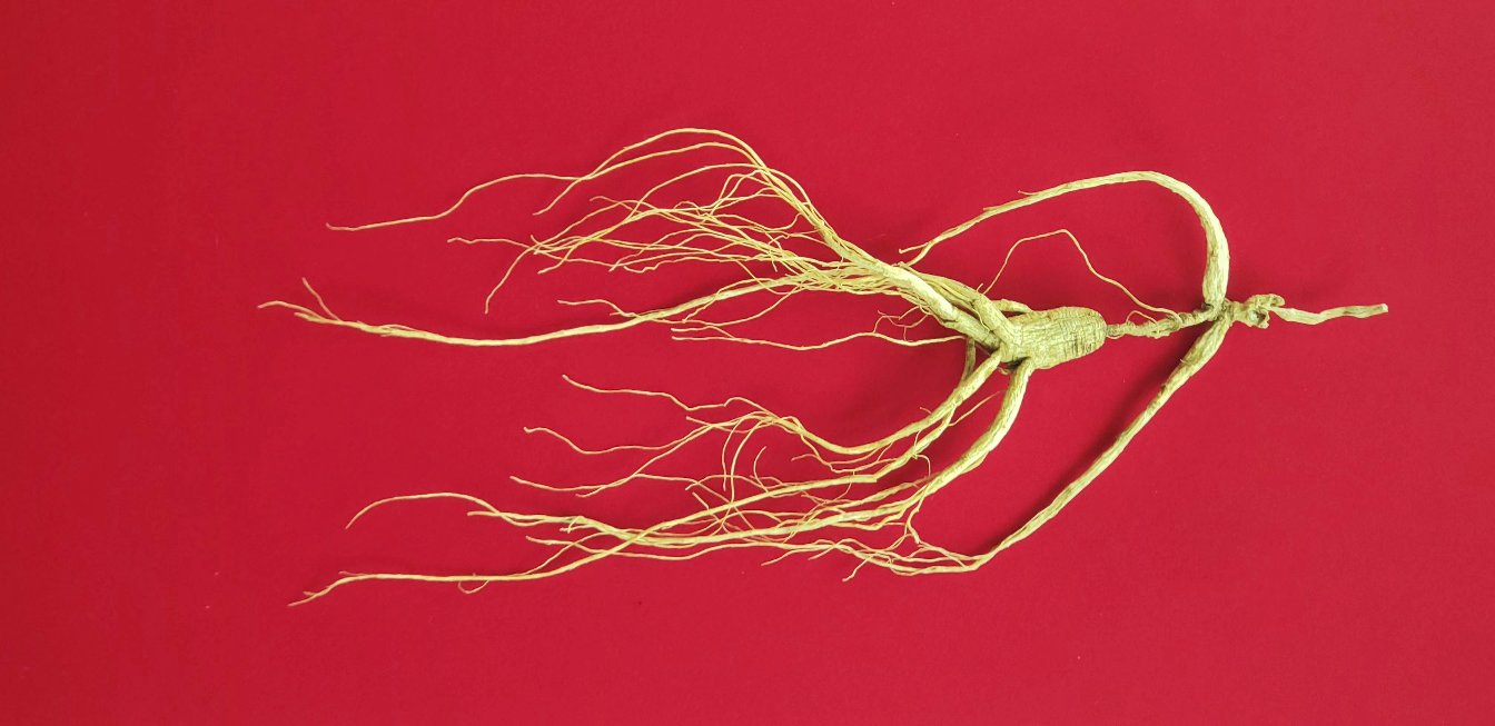 林下参根部特写