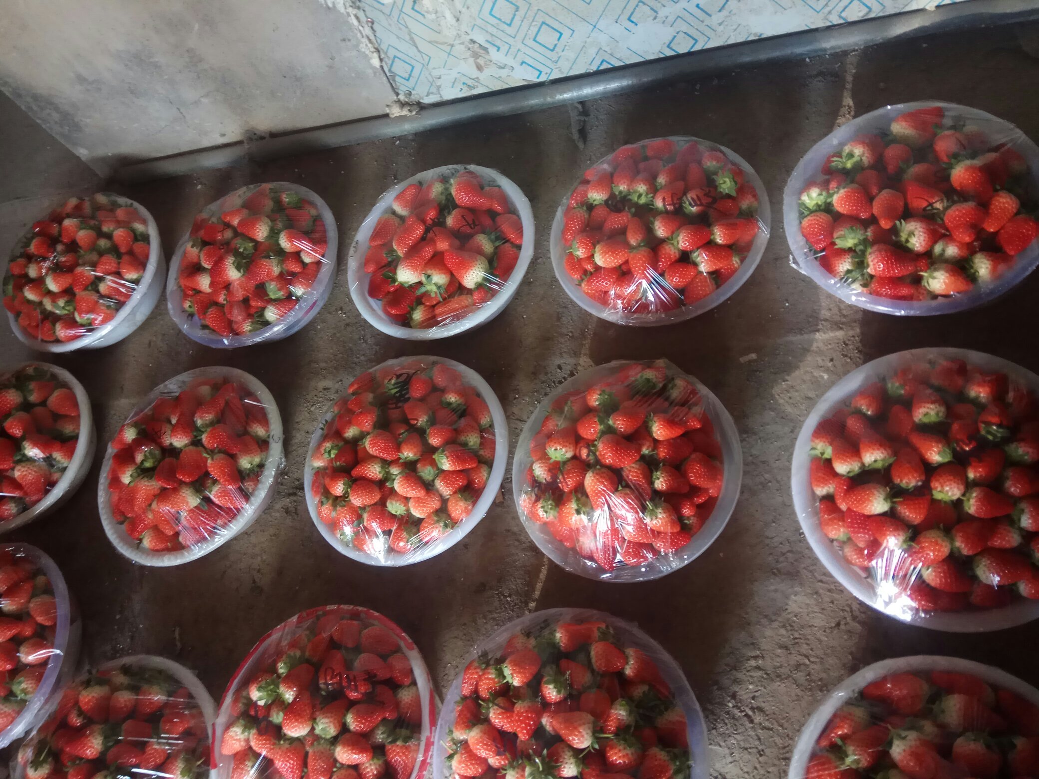 甜宝草莓清洗过程