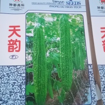 苦瓜种