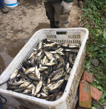 [花鲢鱼苗批发]花鲢鱼苗 广东货 质量好抗病毒强价格5.