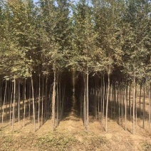 榆树