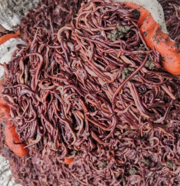 (毛毛虫蚯蚓)蚯蚓鱼饵大平二号红蚯蚓,基地直发,一件代发