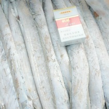渤海刀鱼