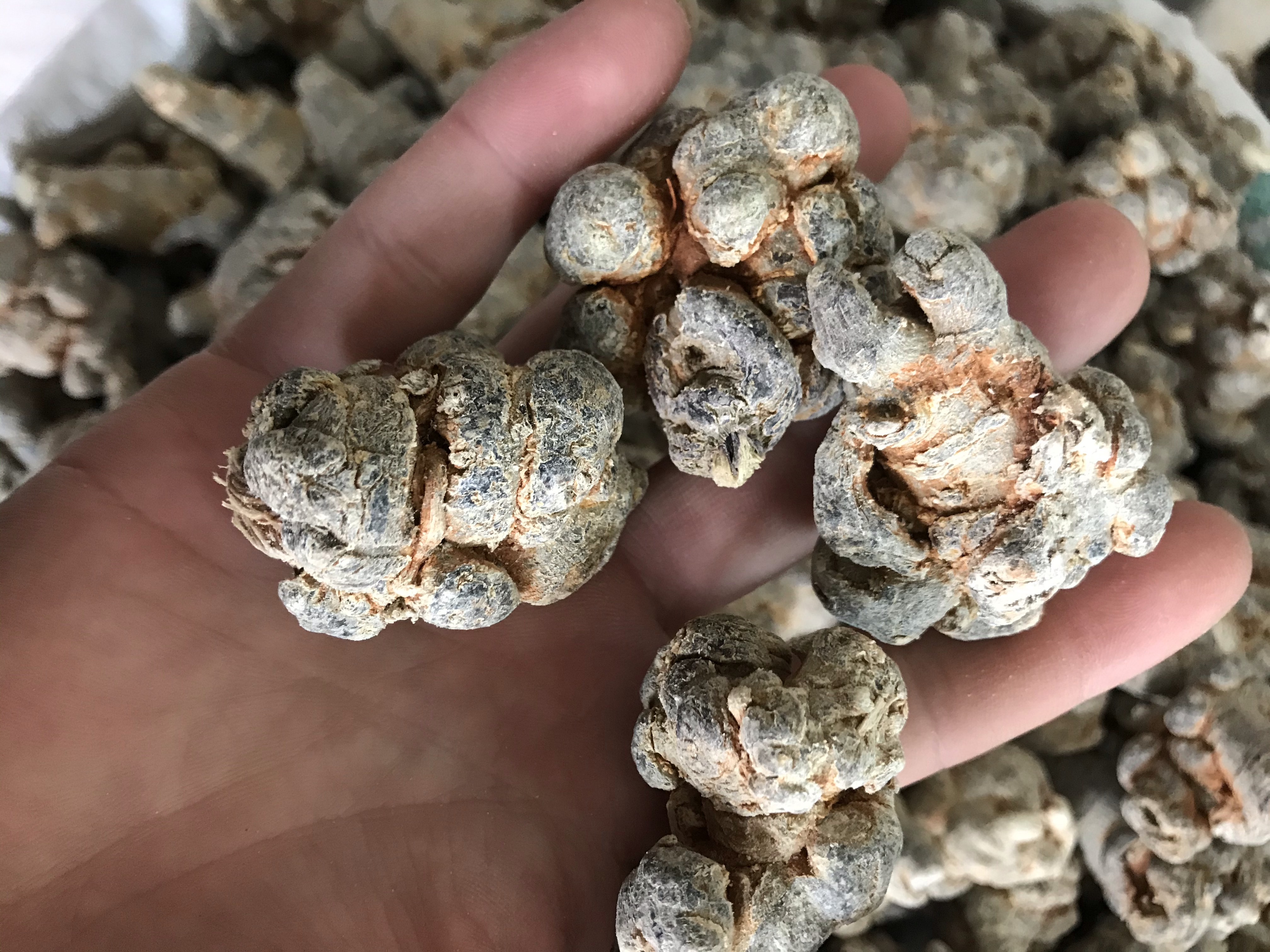 红参与田七的实物对比图