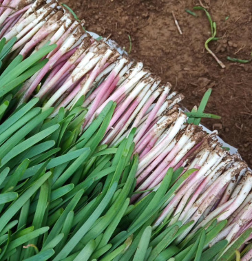 [红根韭菜批发]红根韭菜.价格4.50元/斤 - 一亩田