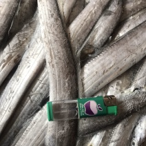 渤海湾野生刀鱼，货源充足