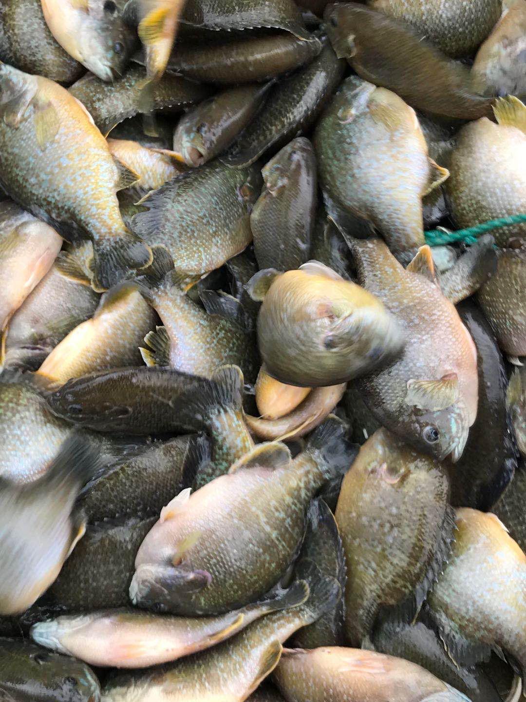 [太阳鱼批发]太阳鱼价格13.50元/斤 - 一亩田