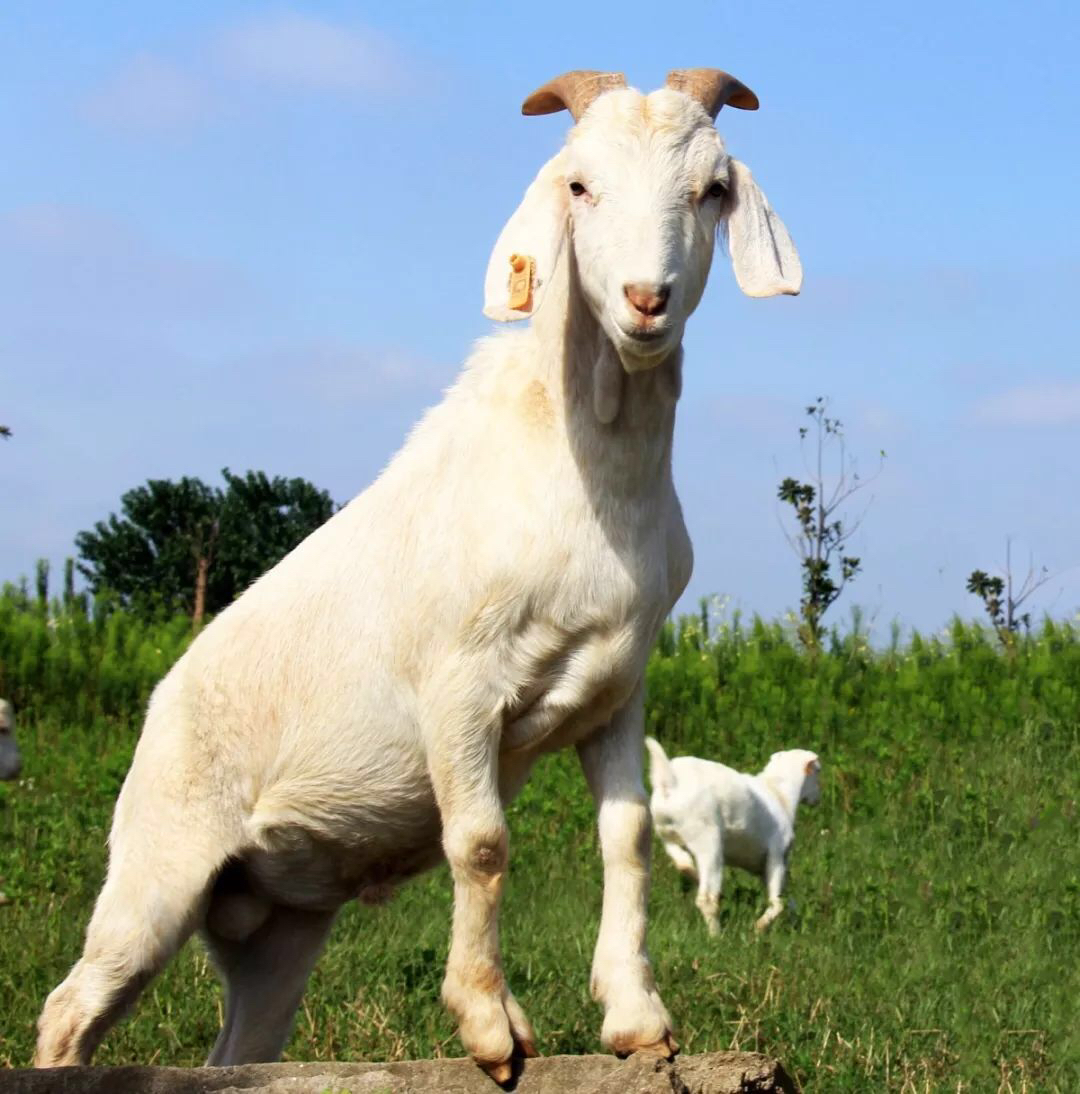 [白山羊批发]【推】 美国白山羊 包成活 物流全国 货源充足稳定价格