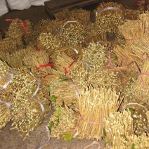 茉莉花枝条批发不零售按斤卖