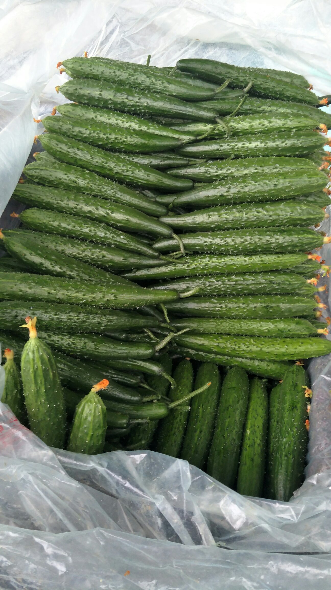 山东黄瓜 德瑞特721 日供货十万斤 量大从优 条直 口感好