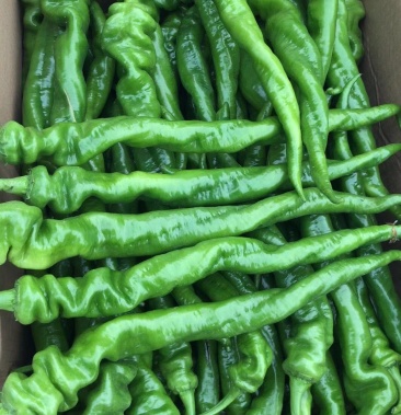 精品瑞克斯旺37—94螺丝椒大量上市,质量好,价格优