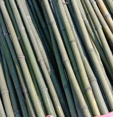 南竹桂竹毛竹从0212公分