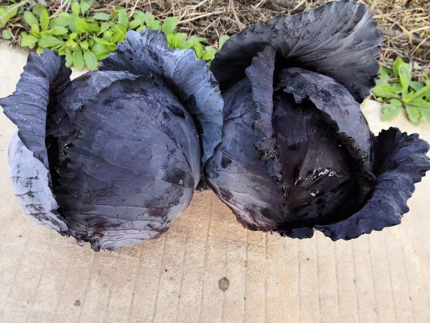 展示青甘蓝(左)与紫甘蓝(右)的外观差异,包括颜色、叶球形状和叶片厚度 青甘蓝与紫甘蓝对比图
