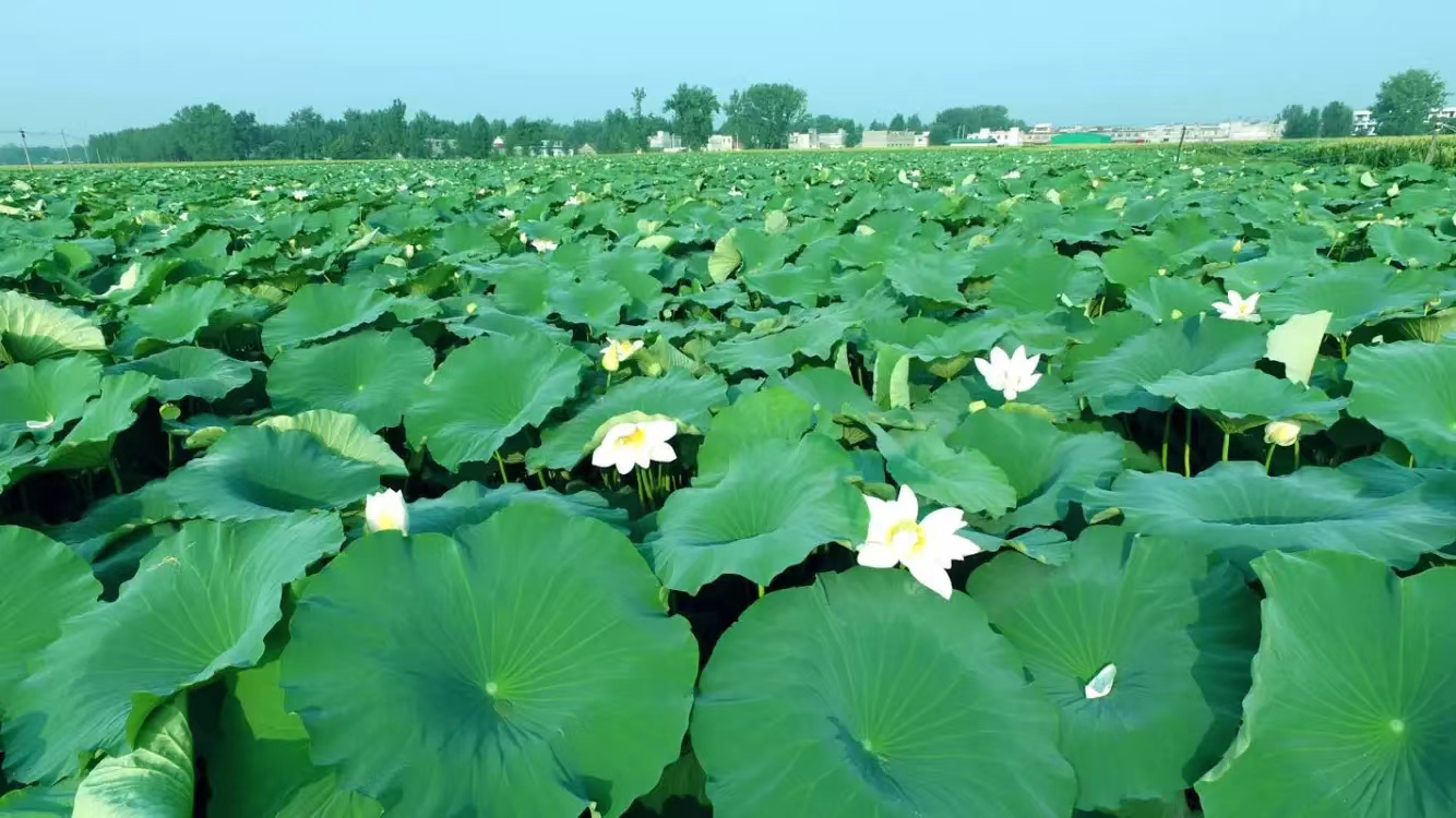 一片碧绿的莲田中,水面浮着圆形荷叶,部分已开花,水下为正在生长的青莲白藕;近景展示刚采挖出的青莲白藕,表皮青白洁净,带有少量淤泥,藕体粗壮笔直,节间分明,整体形态完整美观 青莲白藕田间生长实景图