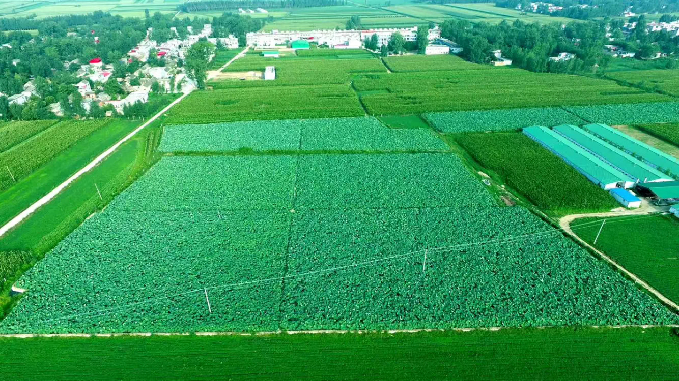 广昌白莲种植基地航拍图