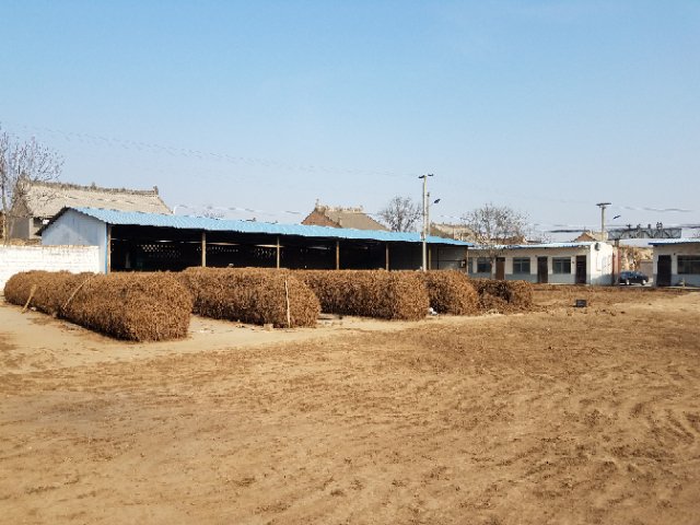黄芩种植基地,农民正在田间进行采收作业 黄芩种植基地图