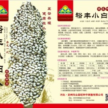 白高粱种子矮杆高产杂交高粱种子