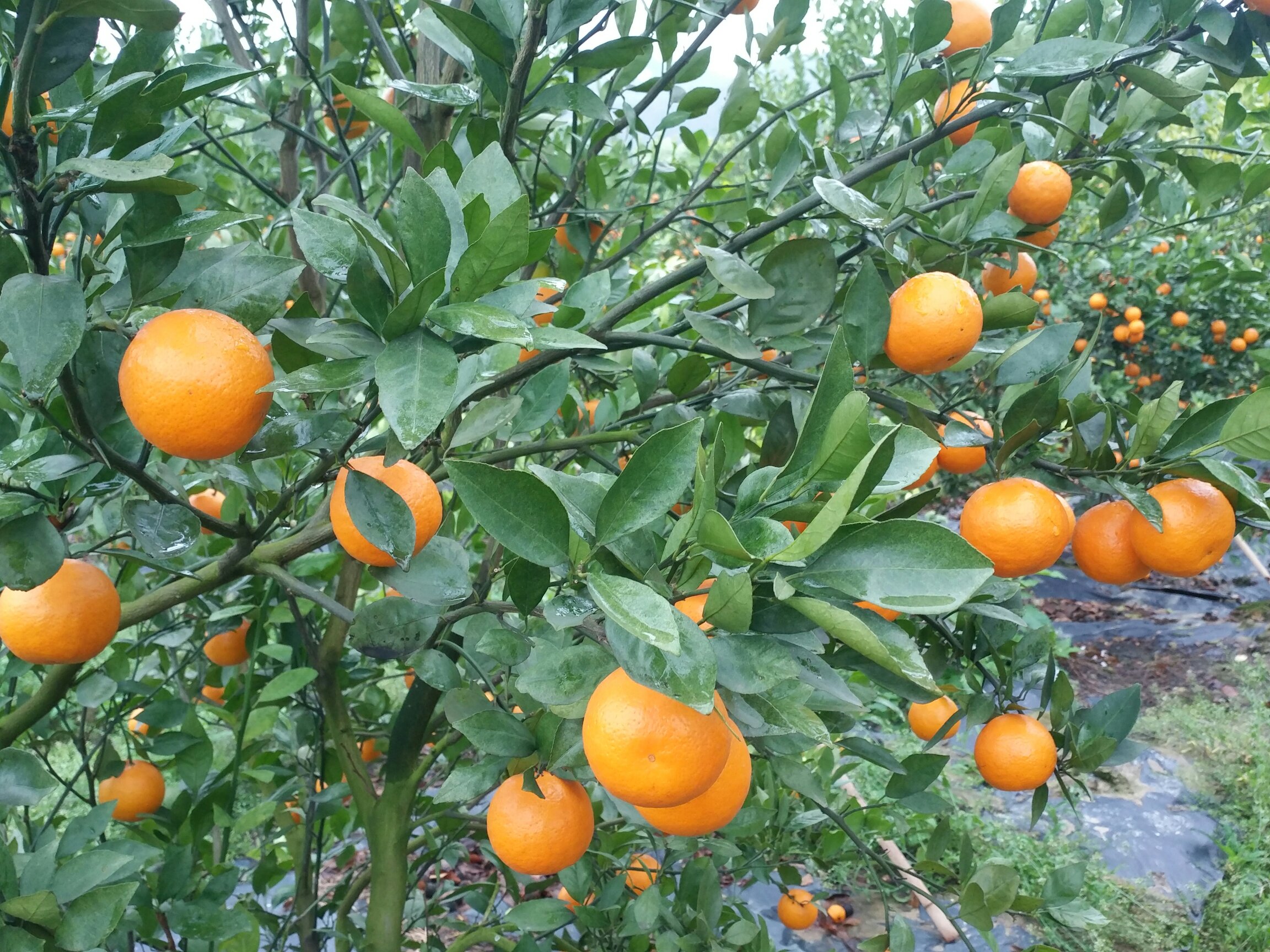一片绿意盎然的皇帝柑种植园,树木整齐排列,枝头挂满金黄色的成熟皇帝柑,阳光洒落,果皮光泽明亮,地面覆盖着有机腐殖质,远处可见果农正在采摘 皇帝柑果园实景图