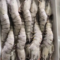 全规格草虾