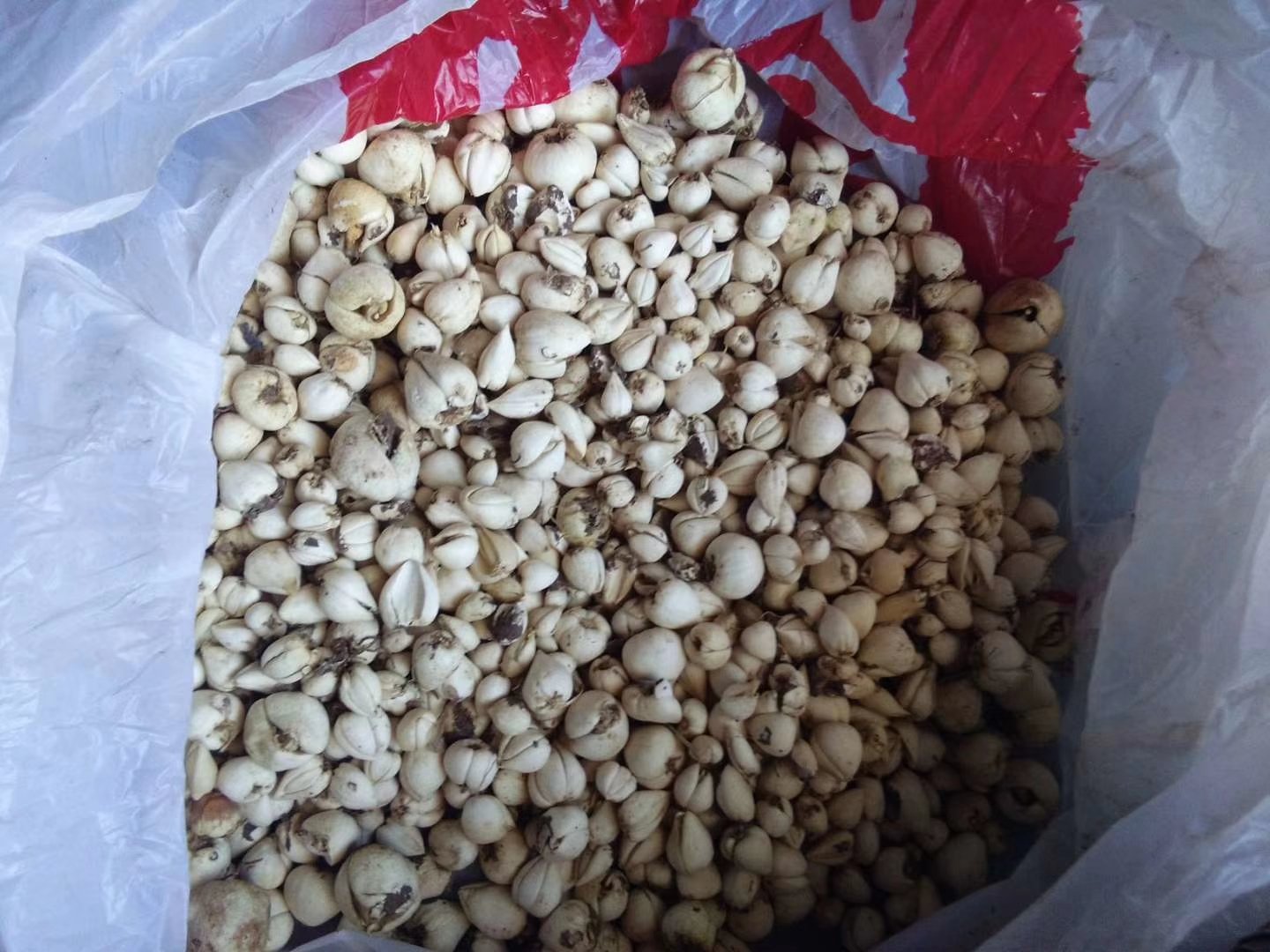 松茸与蘑菇外形对比图:左侧为松茸,右侧为双孢蘑菇 松茸与蘑菇外形对比图