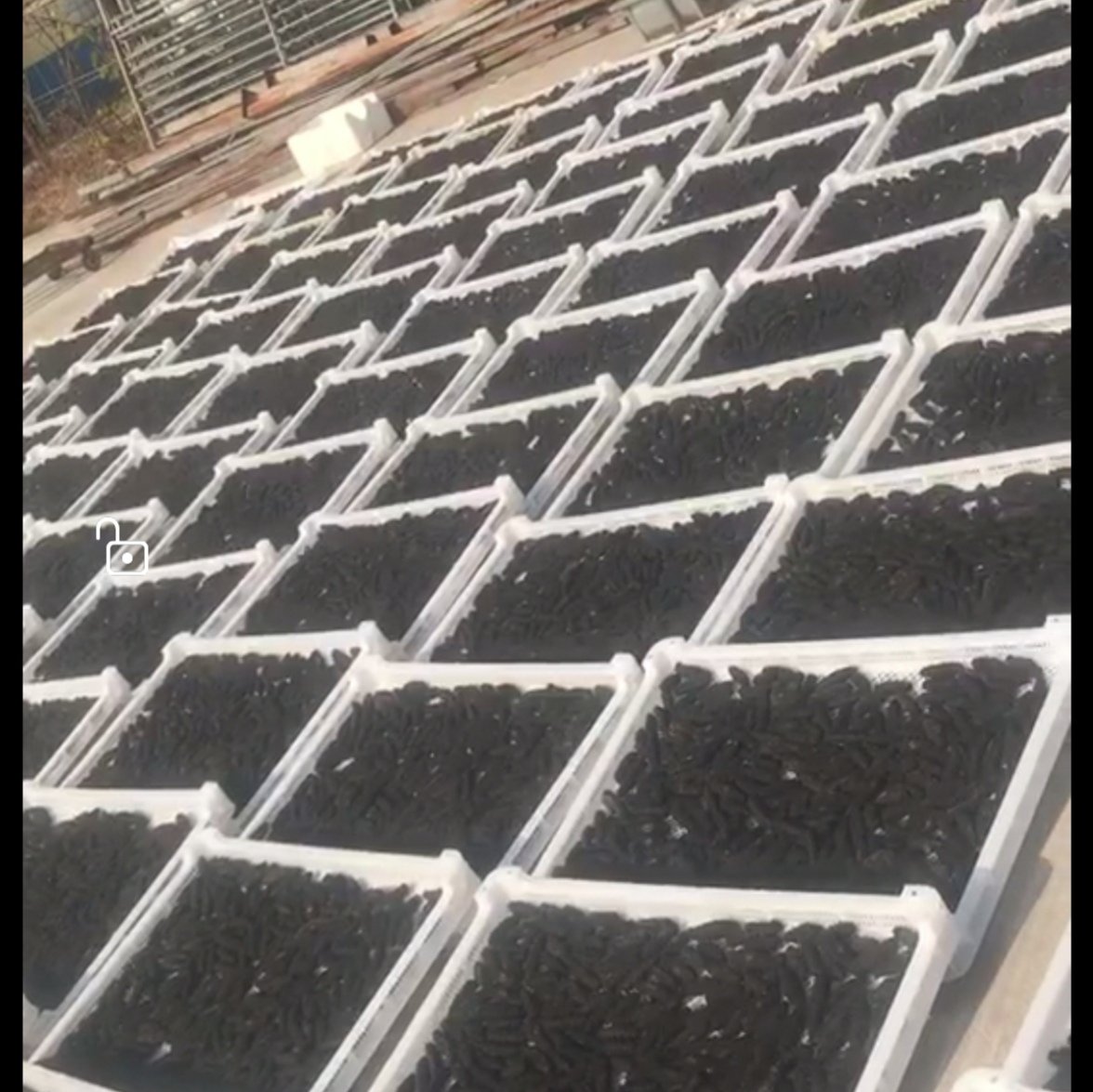 高清拍摄的浙贝母干品,呈白色或淡黄色,表面光滑,质地坚实 浙贝母药材特写
