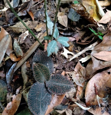 地道野生小叶金线莲出售货品优质欲购从速