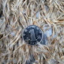 梧桐树种子东北梓树种子量大优惠提供种植技术
