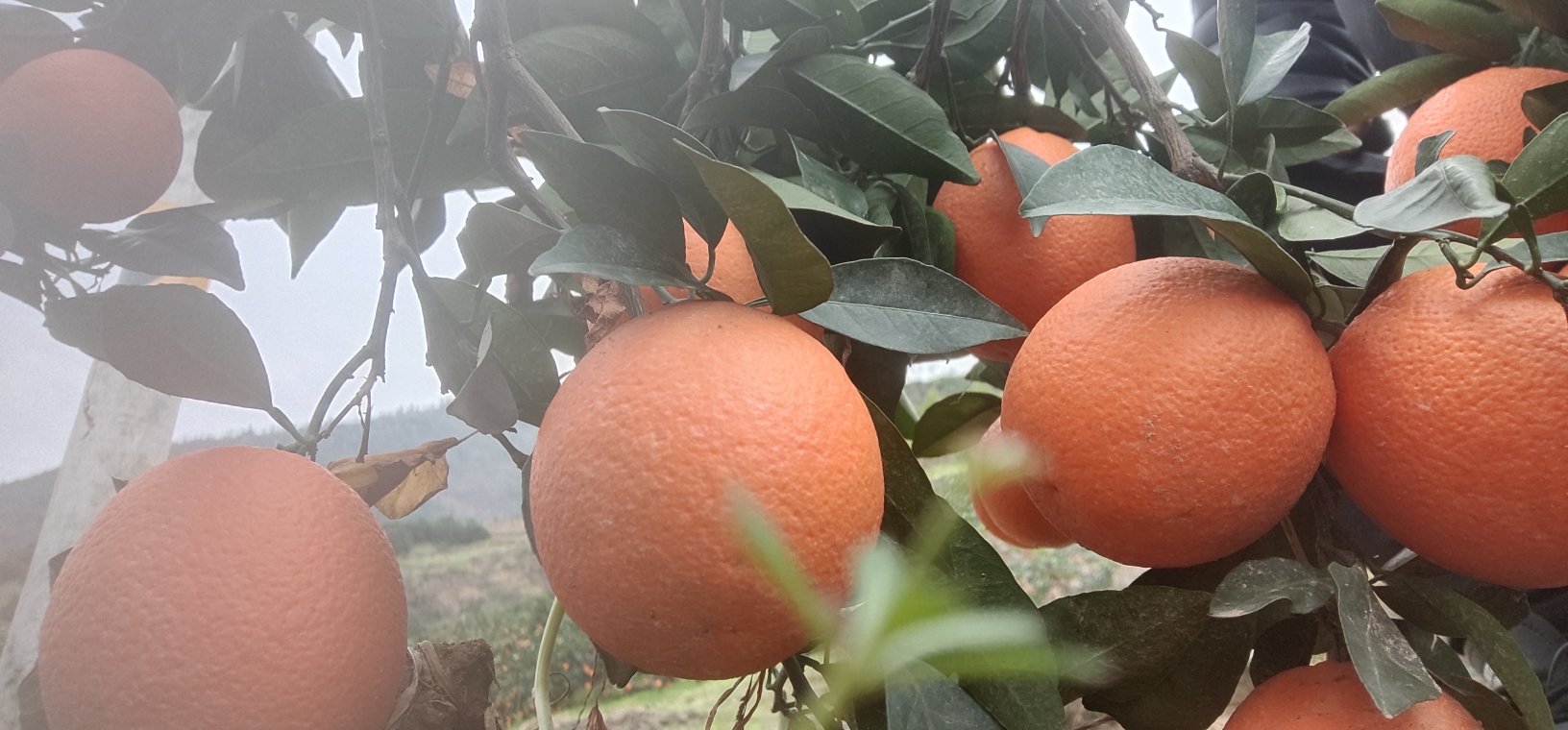 农户采摘奉节脐橙温馨场景图