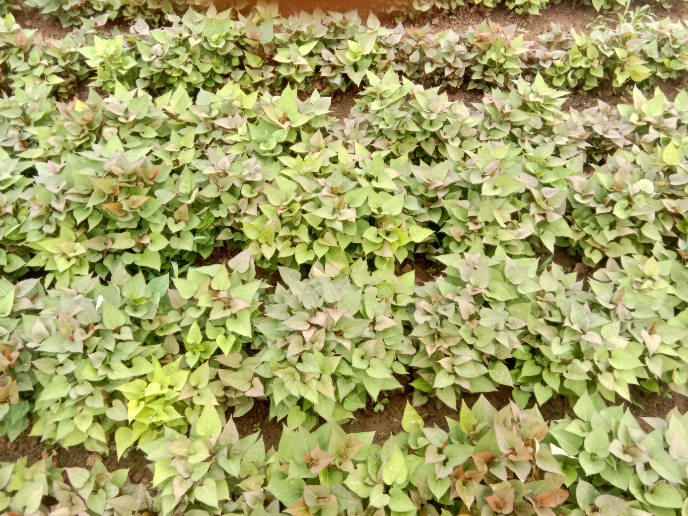 商薯19红薯田间种植图