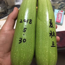 耐热油葫芦种子～夏秋王