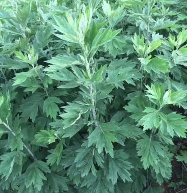 [艾叶批发]大叶艾根价格1.25元/斤 - 一亩田