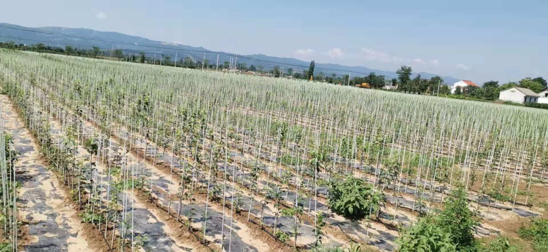 百香果树苗种植方法和技巧