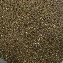 沙打旺种子多年生牧草四季绿肥防沙固土护坡耐寒耐旱
